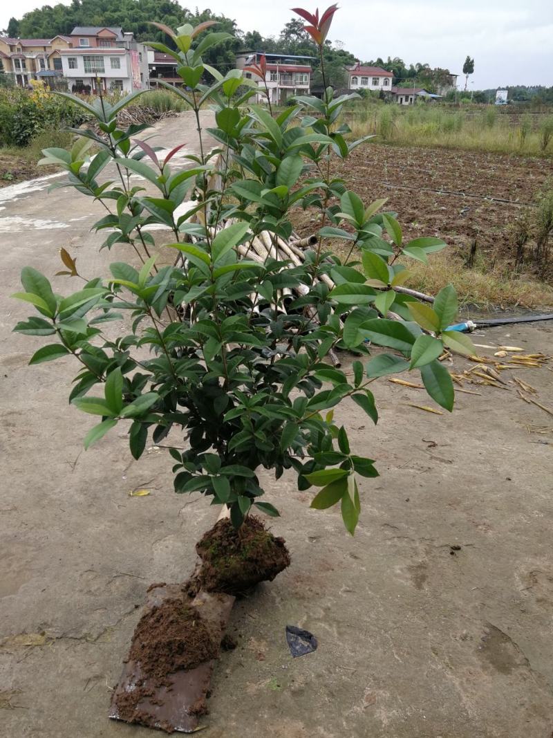 各种规格四季桂桂花树地栽苗土球苗欢迎来电咨询