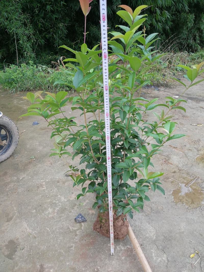 各种规格四季桂桂花树地栽苗土球苗欢迎来电咨询