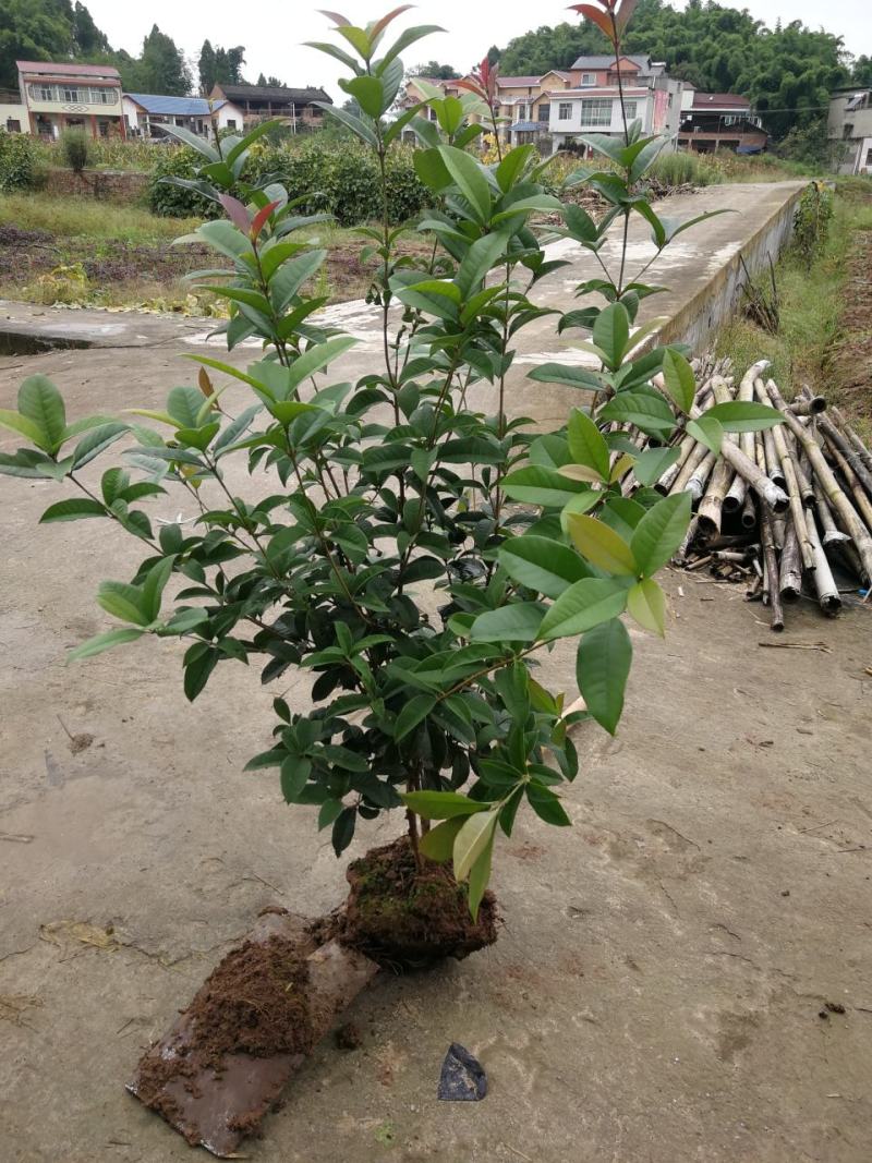 各种规格四季桂桂花树地栽苗土球苗欢迎来电咨询