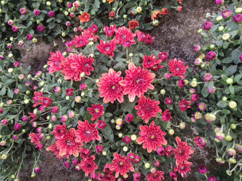 乒乓菊盆栽阳台带花苞龙爪菊千头菊重瓣球形庭院绿植带花带盆