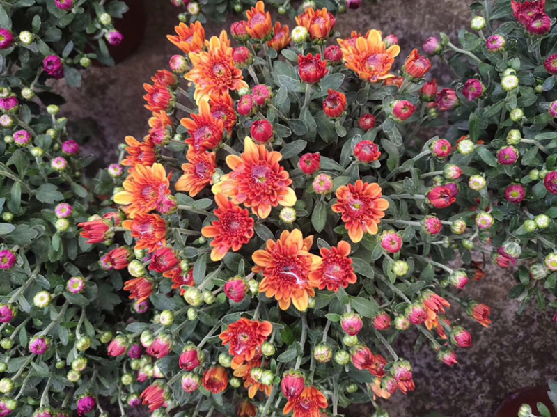 乒乓菊盆栽阳台带花苞龙爪菊千头菊重瓣球形庭院绿植带花带盆
