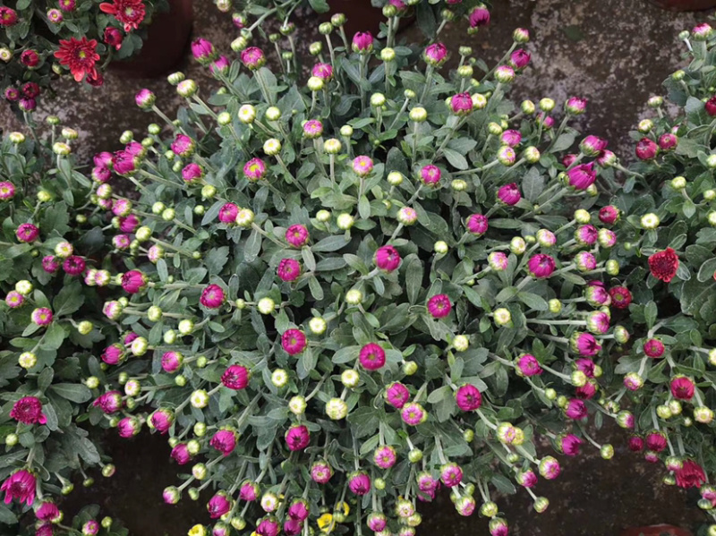 乒乓菊盆栽阳台带花苞龙爪菊千头菊重瓣球形庭院绿植带花带盆