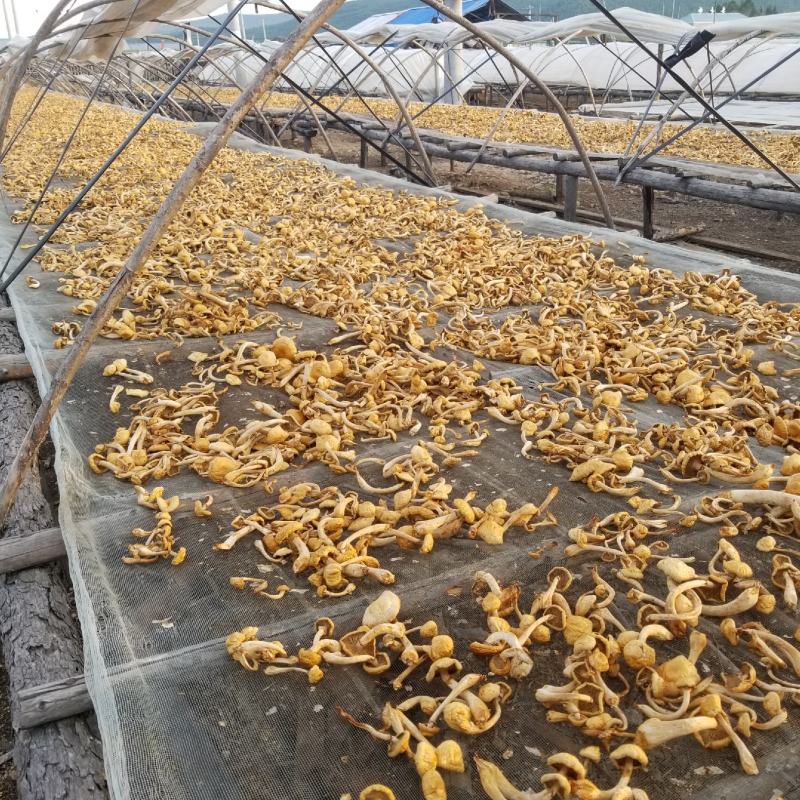 滑子菇大兴安岭滑子蘑东北特产蘑菇产地直供滑子蘑