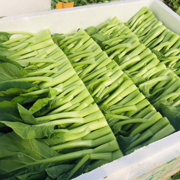 精品菜心，芥兰基地直销，质量保障，价格美丽。