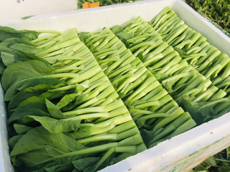 精品菜心，芥兰基地直销，质量保障，价格美丽。