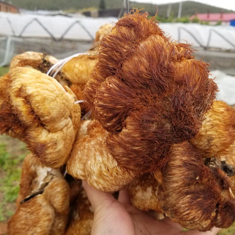 野生猴头大兴安岭野生山猴头猴头菇养胃干货东北特产