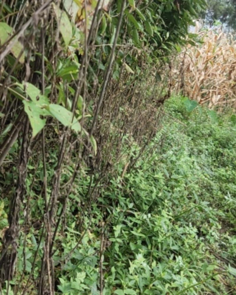 樱桃苗，本地樱桃，黑珍珠苗，基地直销价格实惠欢迎采购