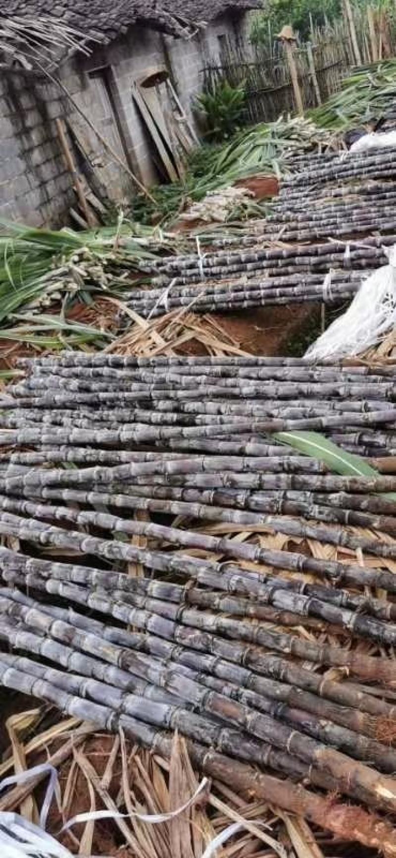 甘蔗黑皮水果甘蔗产地直供一首货源诚信经营