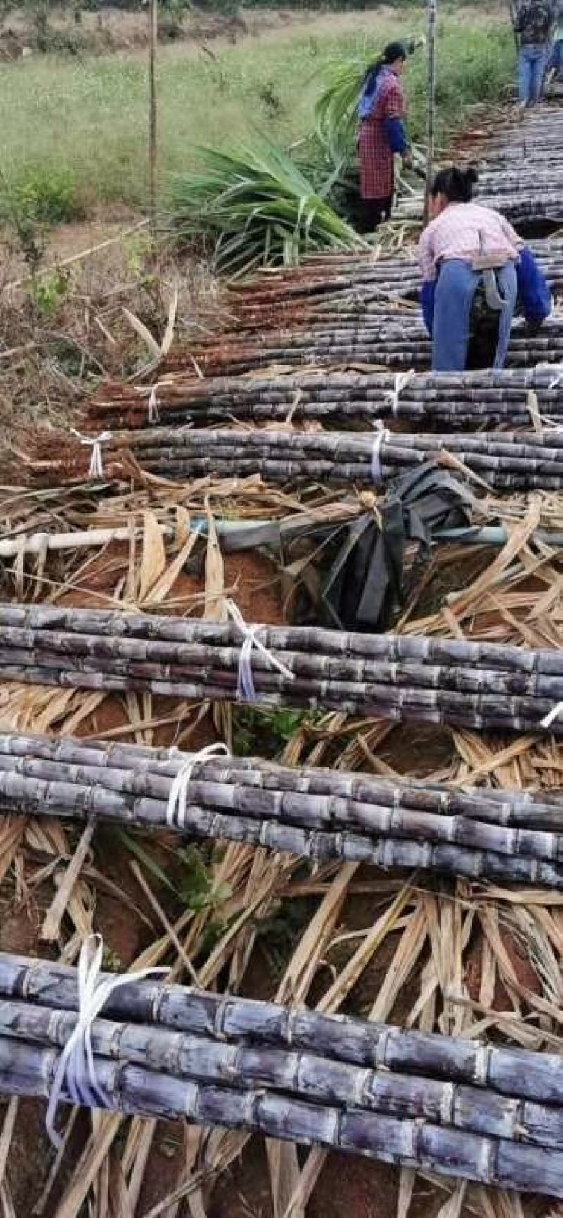 甘蔗黑皮水果甘蔗产地直供一首货源诚信经营