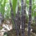 甘蔗黑皮水果甘蔗产地直供一首货源诚信经营