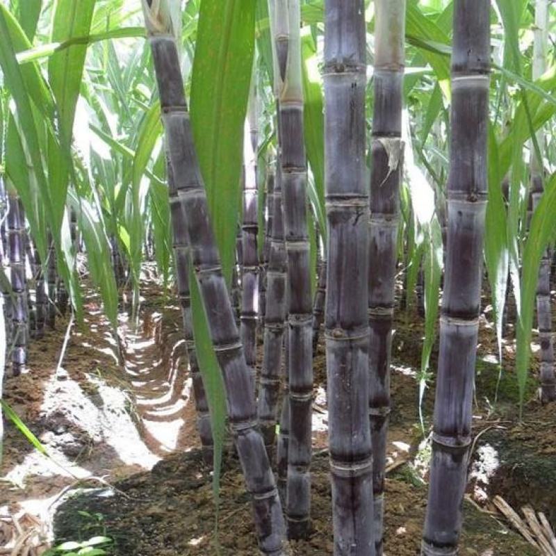 甘蔗黑皮水果甘蔗产地直供一首货源诚信经营