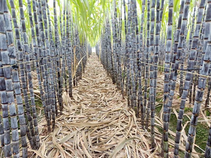 甘蔗黑皮水果甘蔗产地直供一首货源诚信经营