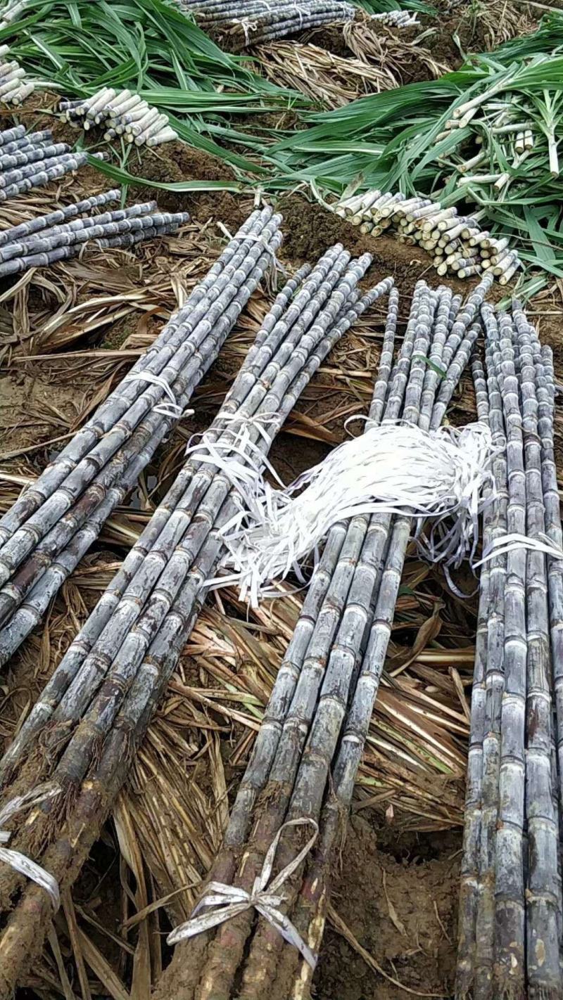 甘蔗黑皮水果甘蔗产地直供一首货源诚信经营