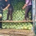 河南新野扁包大量上市新鲜耐运输质优价廉保质保量