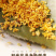 广西桂林阳朔鲜桂花干桂花茶