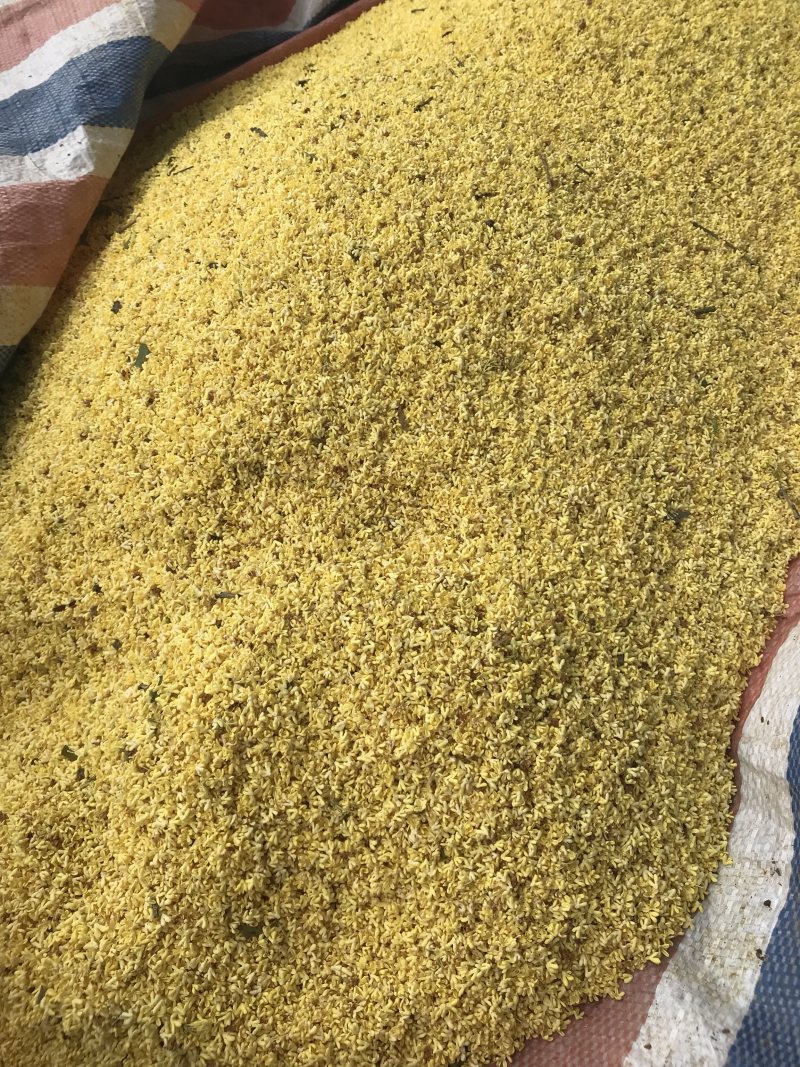 广西桂林阳朔鲜桂花干桂花茶