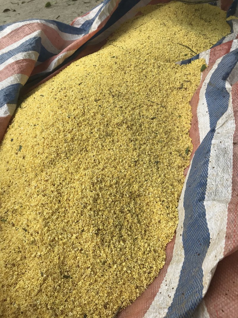 广西桂林阳朔鲜桂花干桂花茶