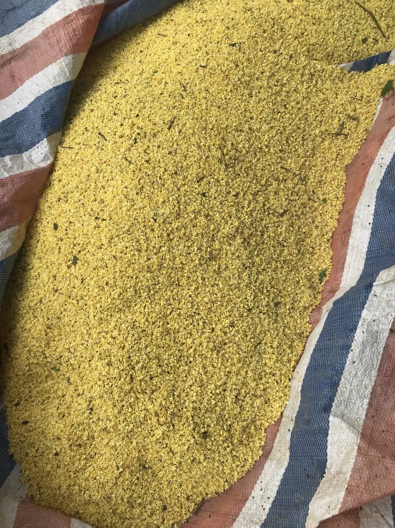 广西桂林阳朔鲜桂花干桂花茶