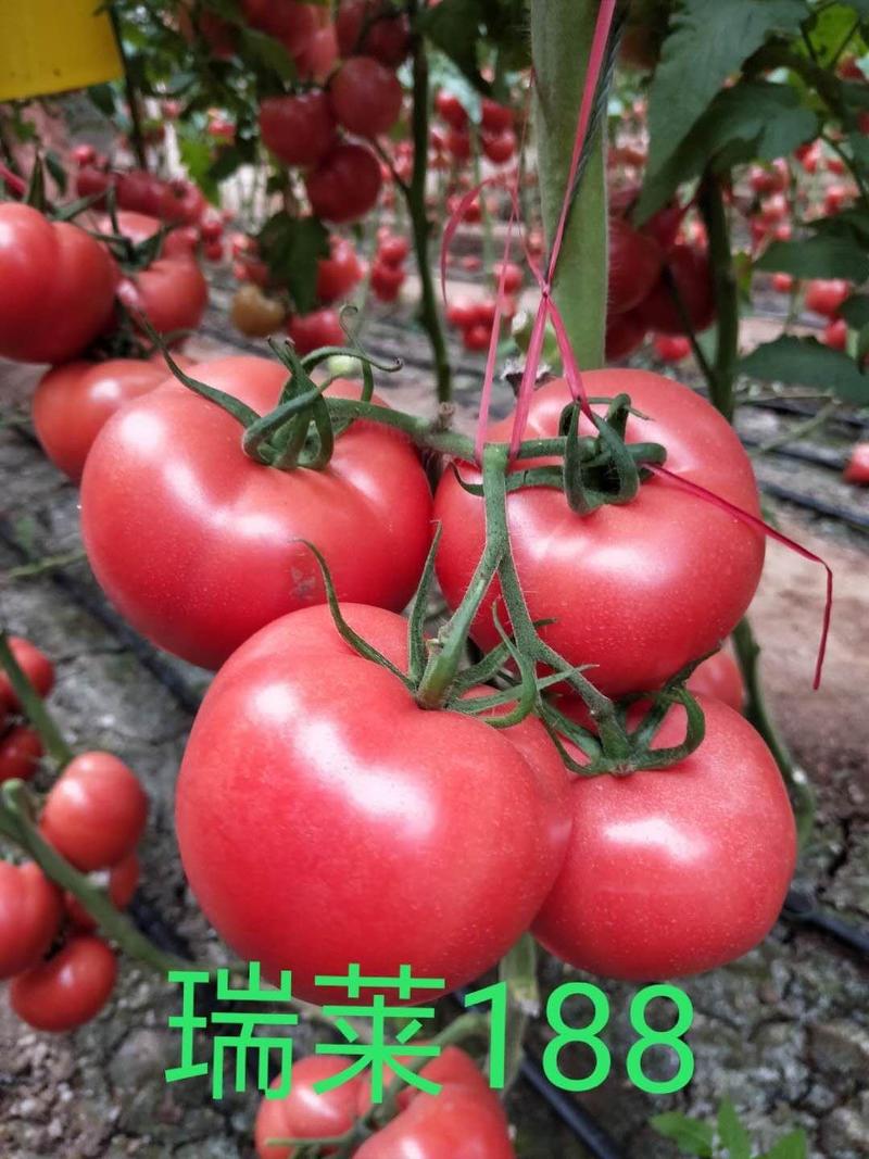 西红柿种子越夏耐热抗病硬粉番茄种子抗死棵抗叶斑
