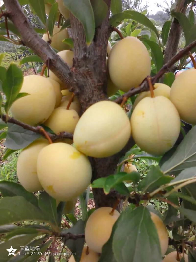 沧州献县正发枣树种植有限公司常年供应黄李子苗，大黄干核
