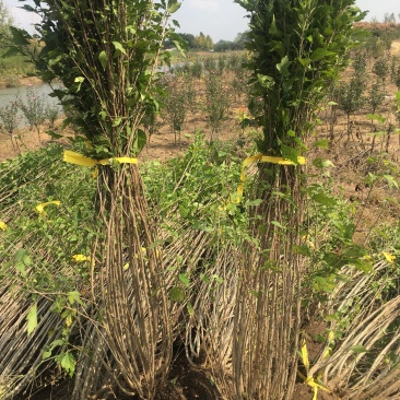木槿丛生木槿木槿苗木槿树绿化工程苗