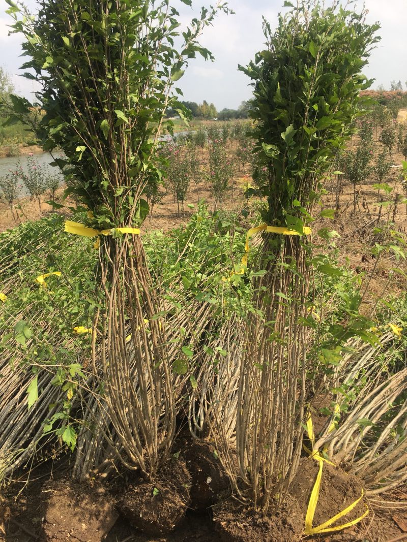 木槿丛生木槿木槿苗木槿树绿化工程苗