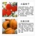 柿子树苗嫁接日本甜脆柿盆地栽南北方种植特大无核当年结果黑