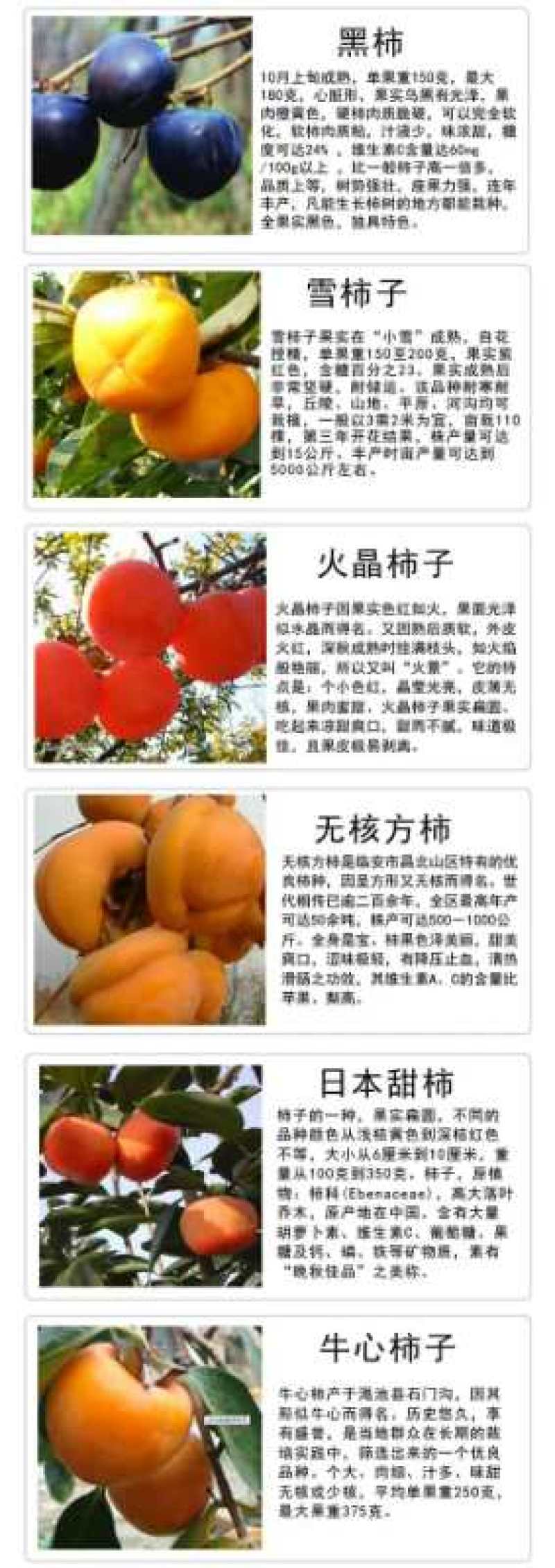 柿子树苗嫁接日本甜脆柿盆地栽南北方种植特大无核当年结果黑