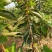 柿子树苗嫁接日本甜脆柿盆地栽南北方种植特大无核当年结果黑
