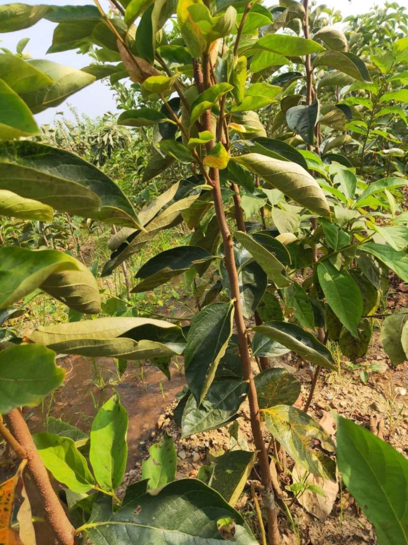 柿子树苗嫁接日本甜脆柿盆地栽南北方种植特大无核当年结果黑
