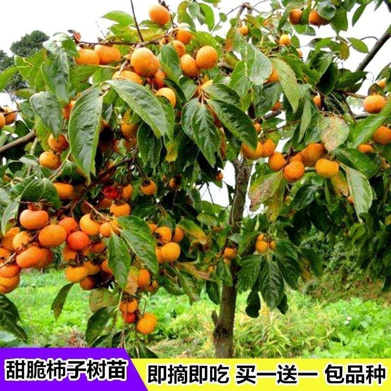 柿子树苗嫁接日本甜脆柿盆地栽南北方种植特大无核当年结果黑