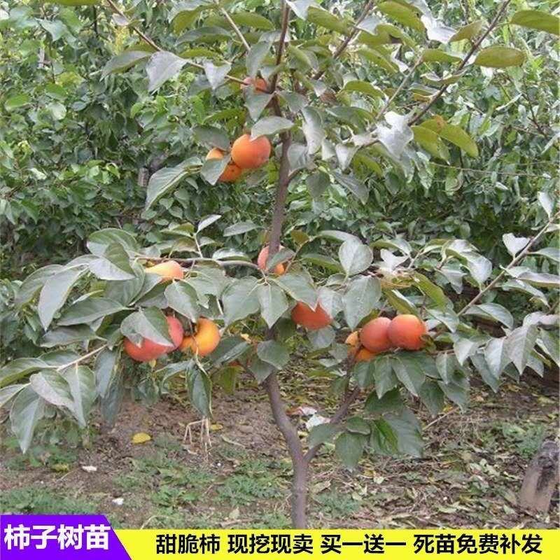 柿子树苗嫁接日本甜脆柿盆地栽南北方种植特大无核当年结果黑