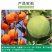 柿子树苗嫁接日本甜脆柿盆地栽南北方种植特大无核当年结果黑