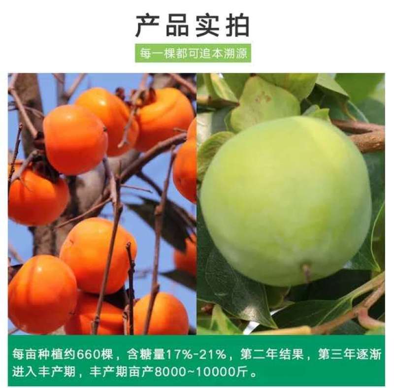 柿子树苗嫁接日本甜脆柿盆地栽南北方种植特大无核当年结果黑