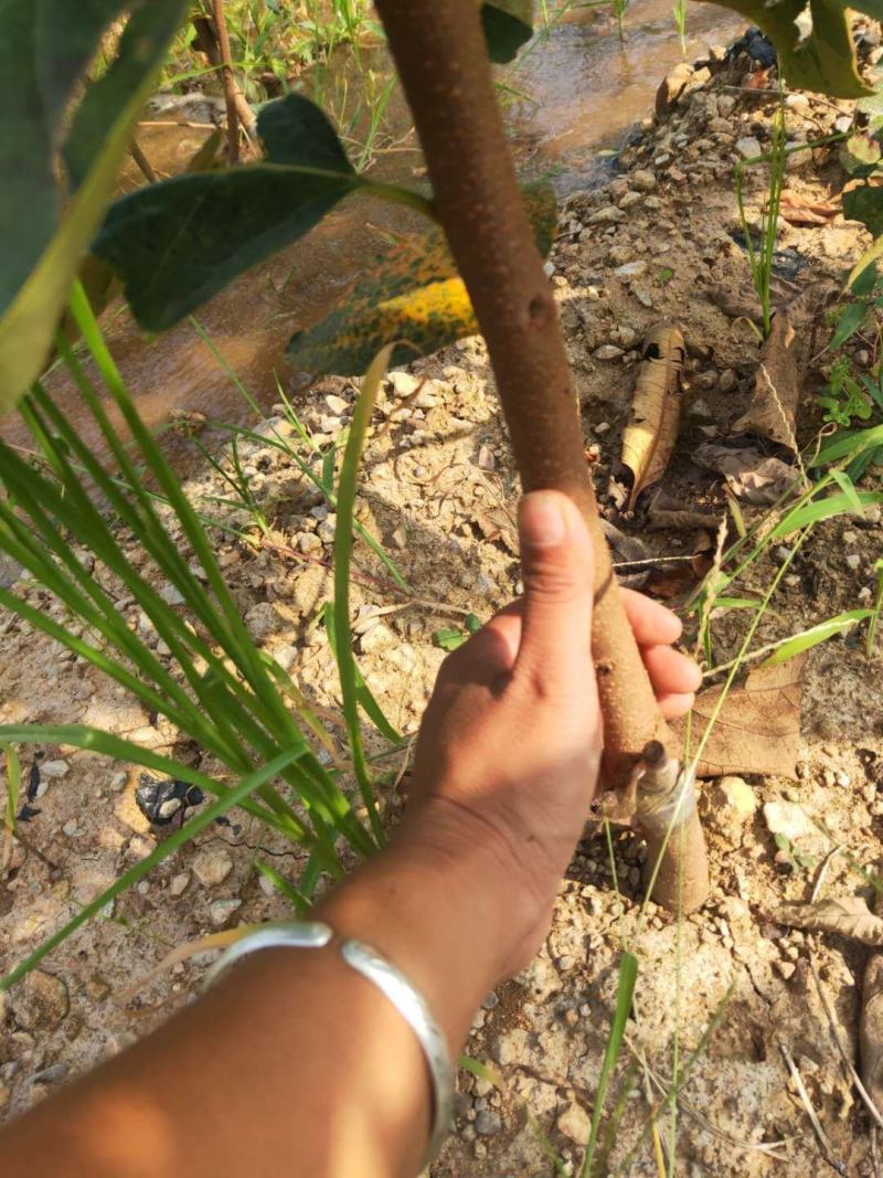 柿子树苗嫁接日本甜脆柿盆地栽南北方种植特大无核当年结果黑