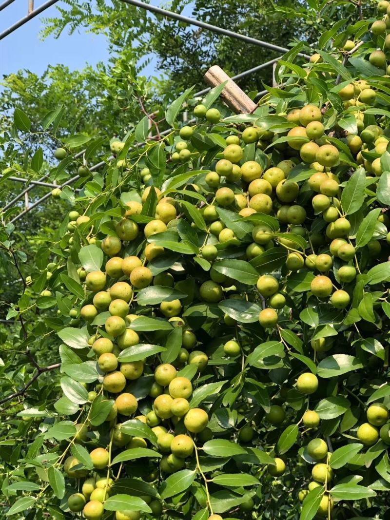 河北省沧州市献县正发枣树种植有限公司常年供应酸枣苗