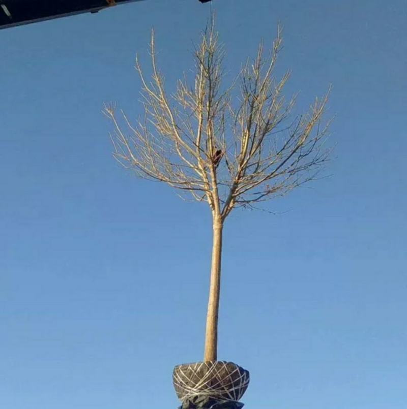 白蜡树苗速生白蜡树苗绿化行道树庭院室外种植树