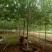 白蜡树苗速生白蜡树苗绿化行道树庭院室外种植树