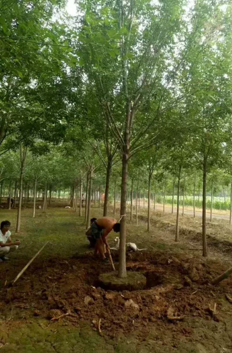 白蜡树苗速生白蜡树苗绿化行道树庭院室外种植树