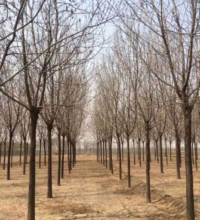 白蜡树苗速生白蜡树苗绿化行道树庭院室外种植树
