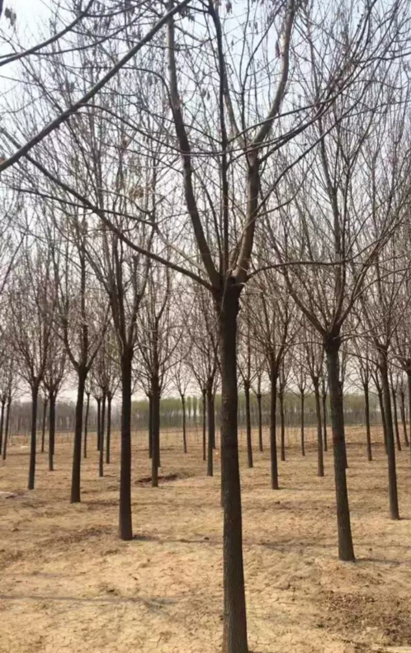 白蜡树苗速生白蜡树苗绿化行道树庭院室外种植树