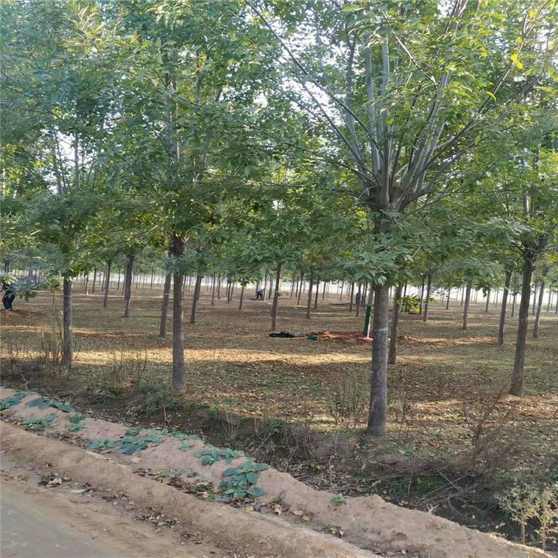 白蜡树苗速生白蜡树苗绿化行道树庭院室外种植树