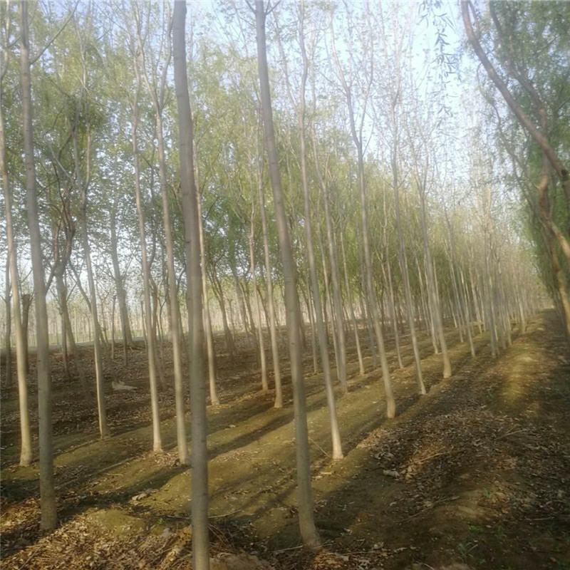 白蜡树苗速生白蜡树苗绿化行道树庭院室外种植树