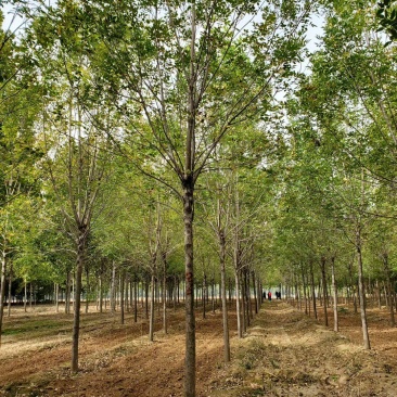 白蜡树苗速生白蜡树苗绿化行道树庭院室外种植树