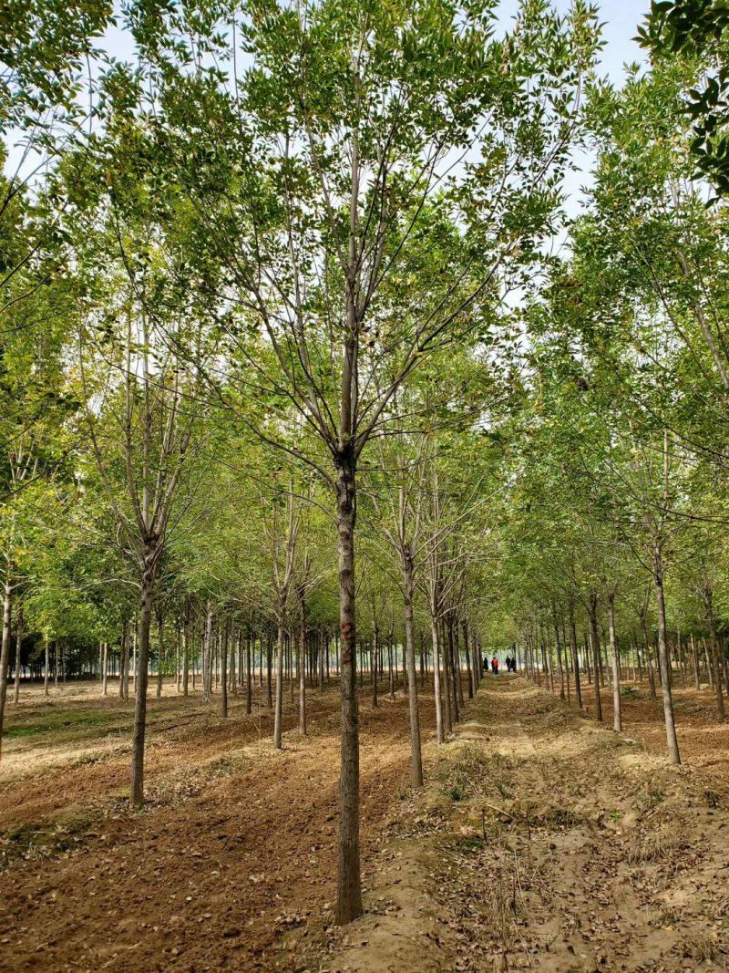 白蜡树苗速生白蜡树苗绿化行道树庭院室外种植树