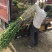 木槿丛生木槿木槿苗木槿树绿化工程苗