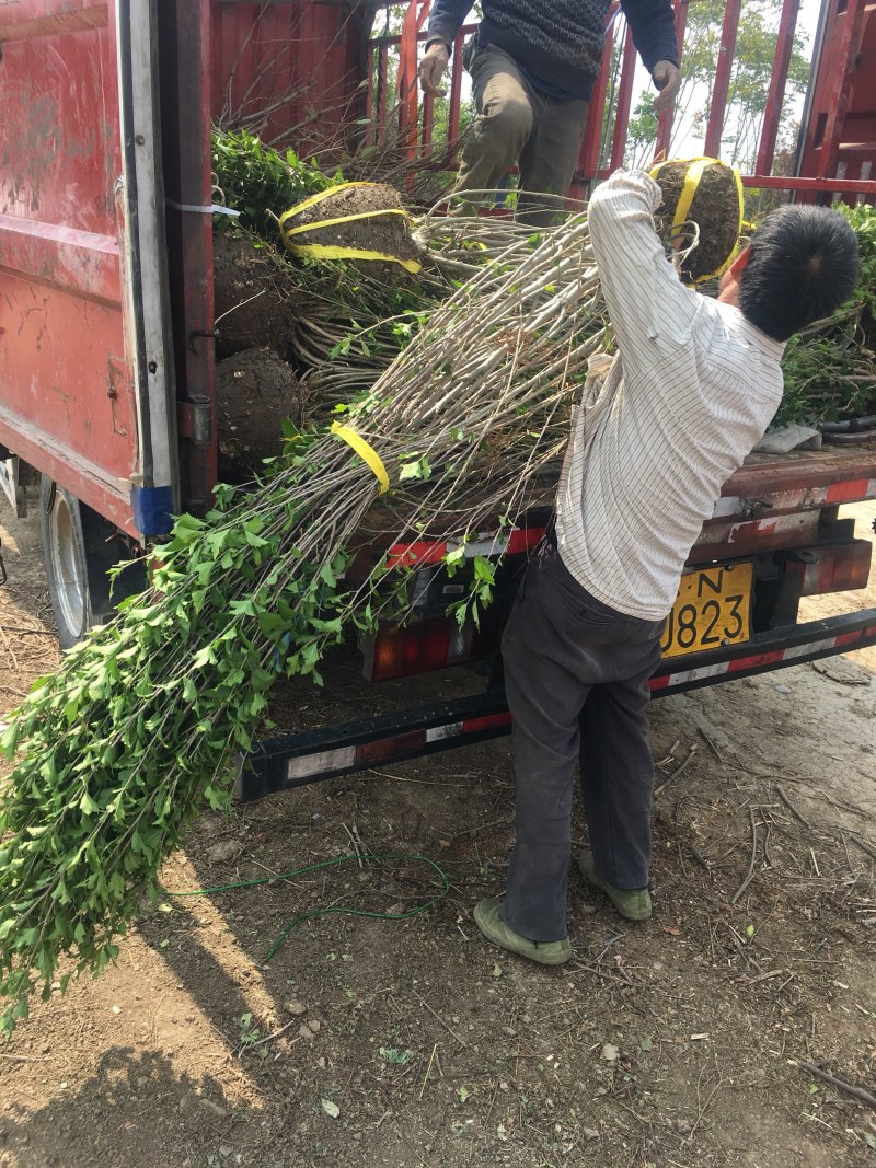 木槿丛生木槿木槿苗木槿树绿化工程苗