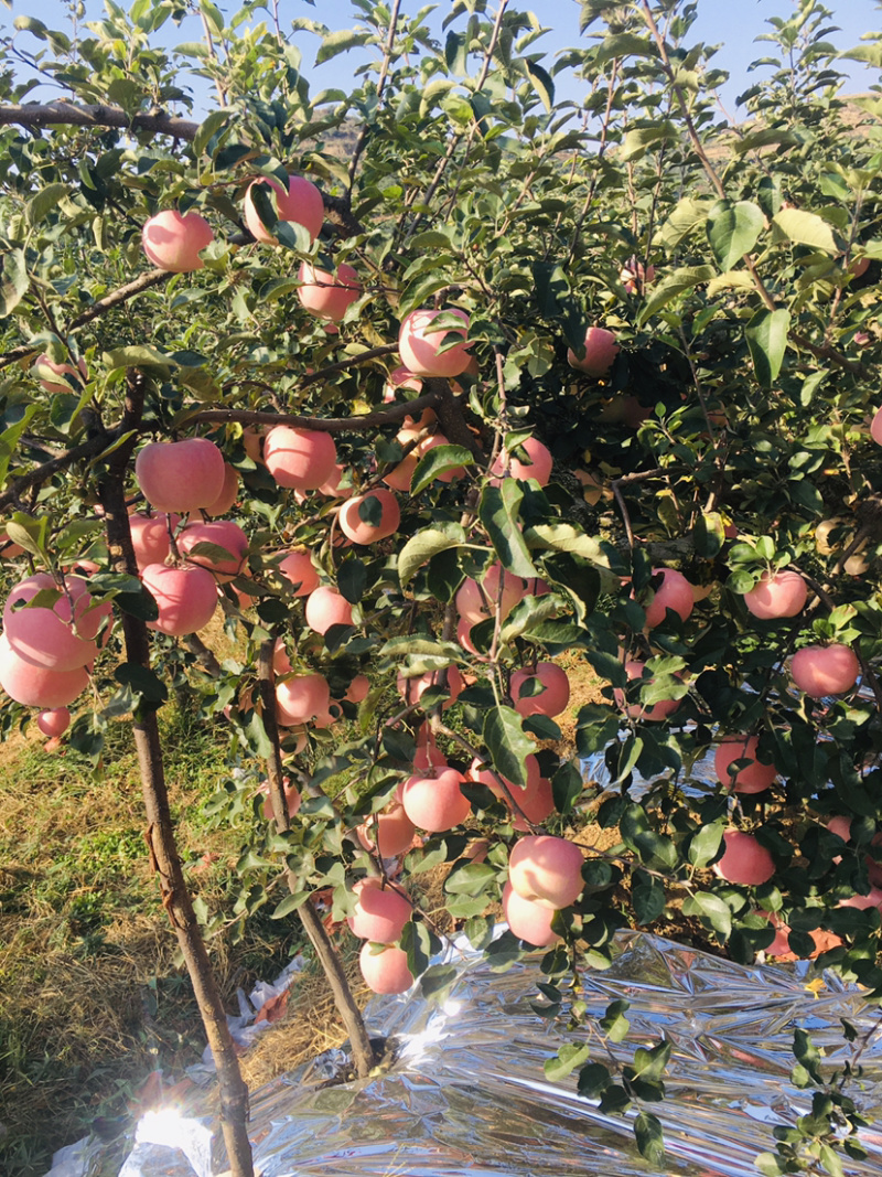 山东蒙阴红富士苹果脆甜多汁新鲜果园直采
