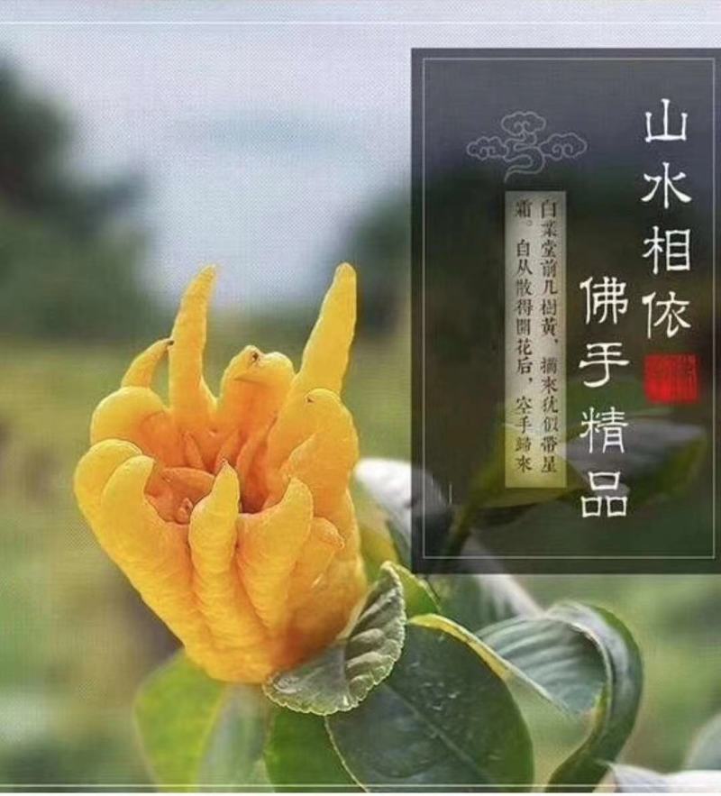 佛手盆景，佛手苗，带果盆景。