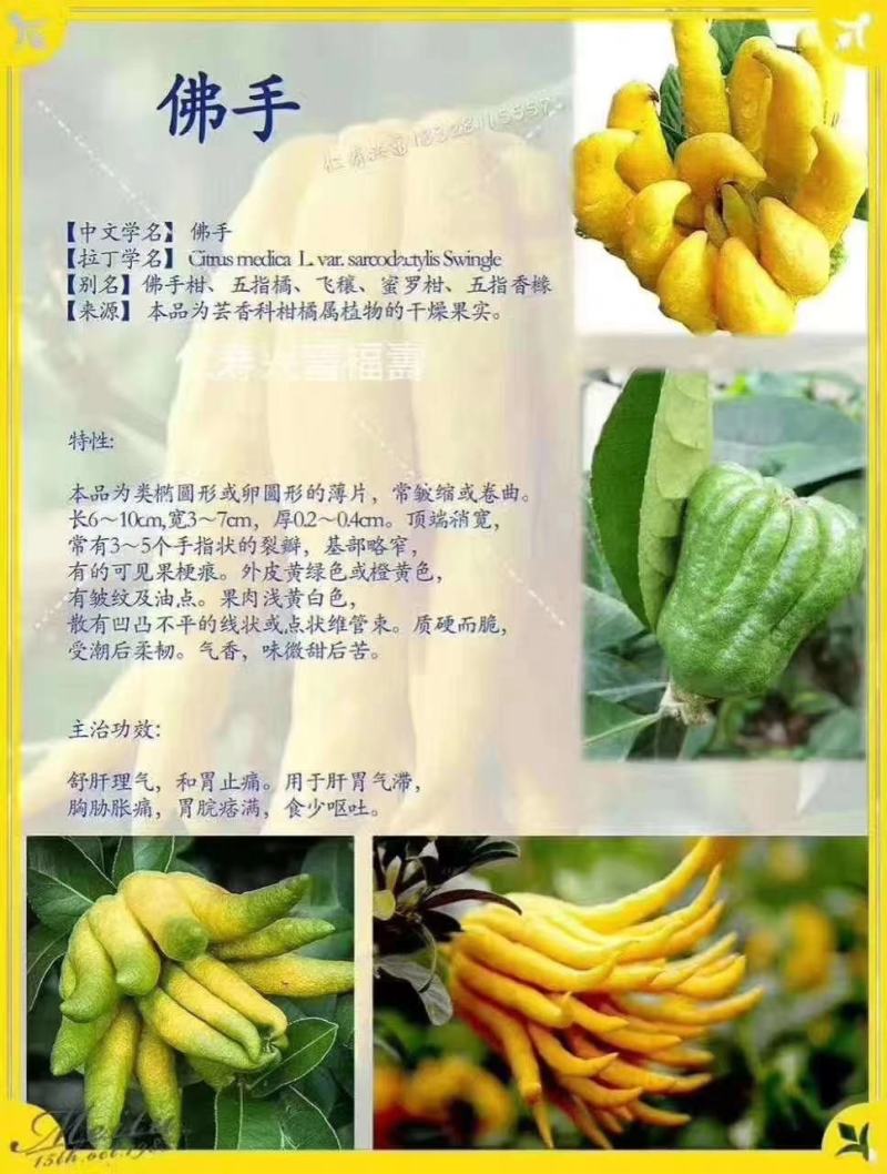 佛手盆景，佛手苗，带果盆景。